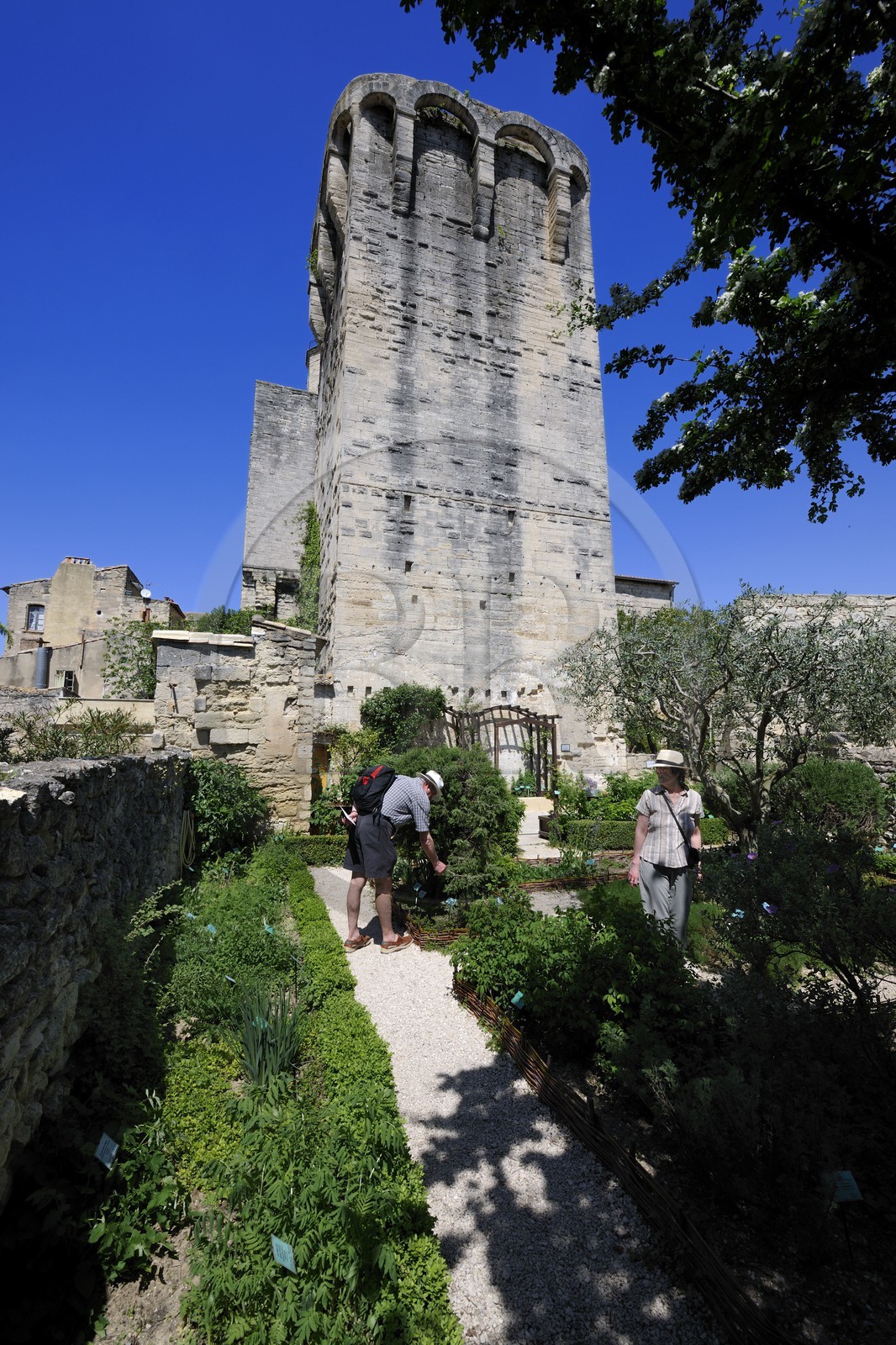 France, Gard (30), Uzès, le jardin médiéval au pied des tours du Roi et de l'Evêque datant du 12ème siècle