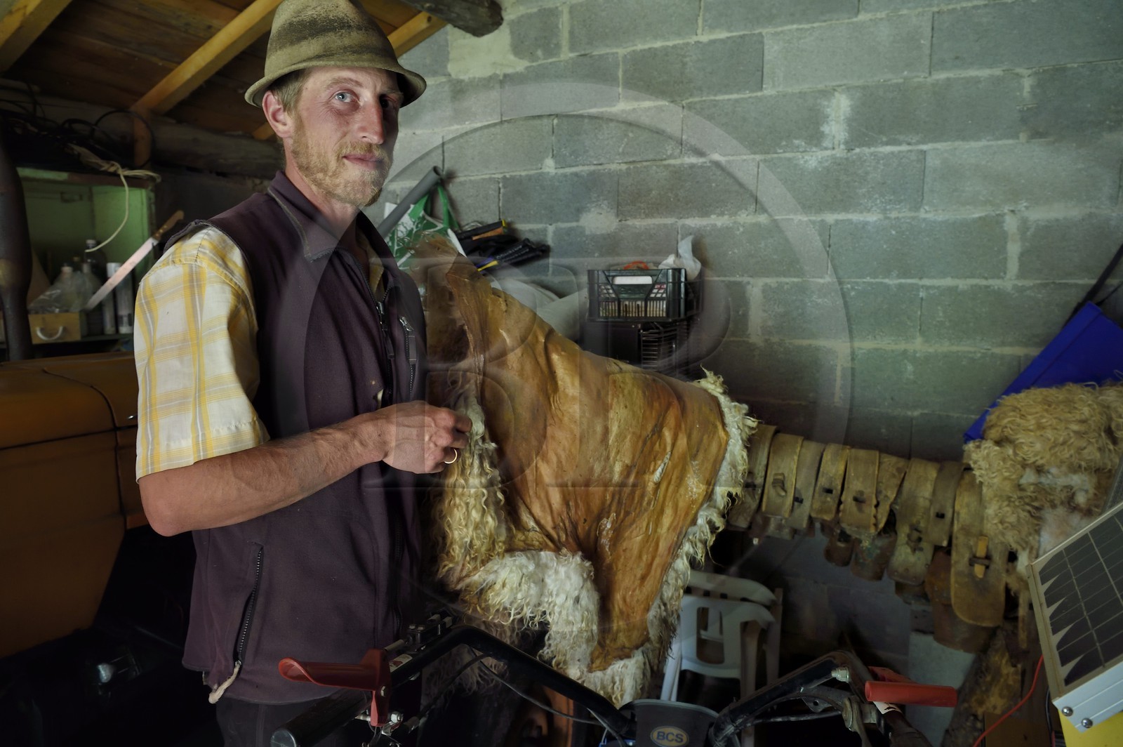 France, Alpes-Maritimes (06), vallée de la Roya (arrière-pays niçois), au pied du parc national du Mercantour, Tende, Casterino dans la vallée de la Casterine, le berger Georges Giordano tient une peau de brebis Thônes et Marthod qui sert de tapis de selle