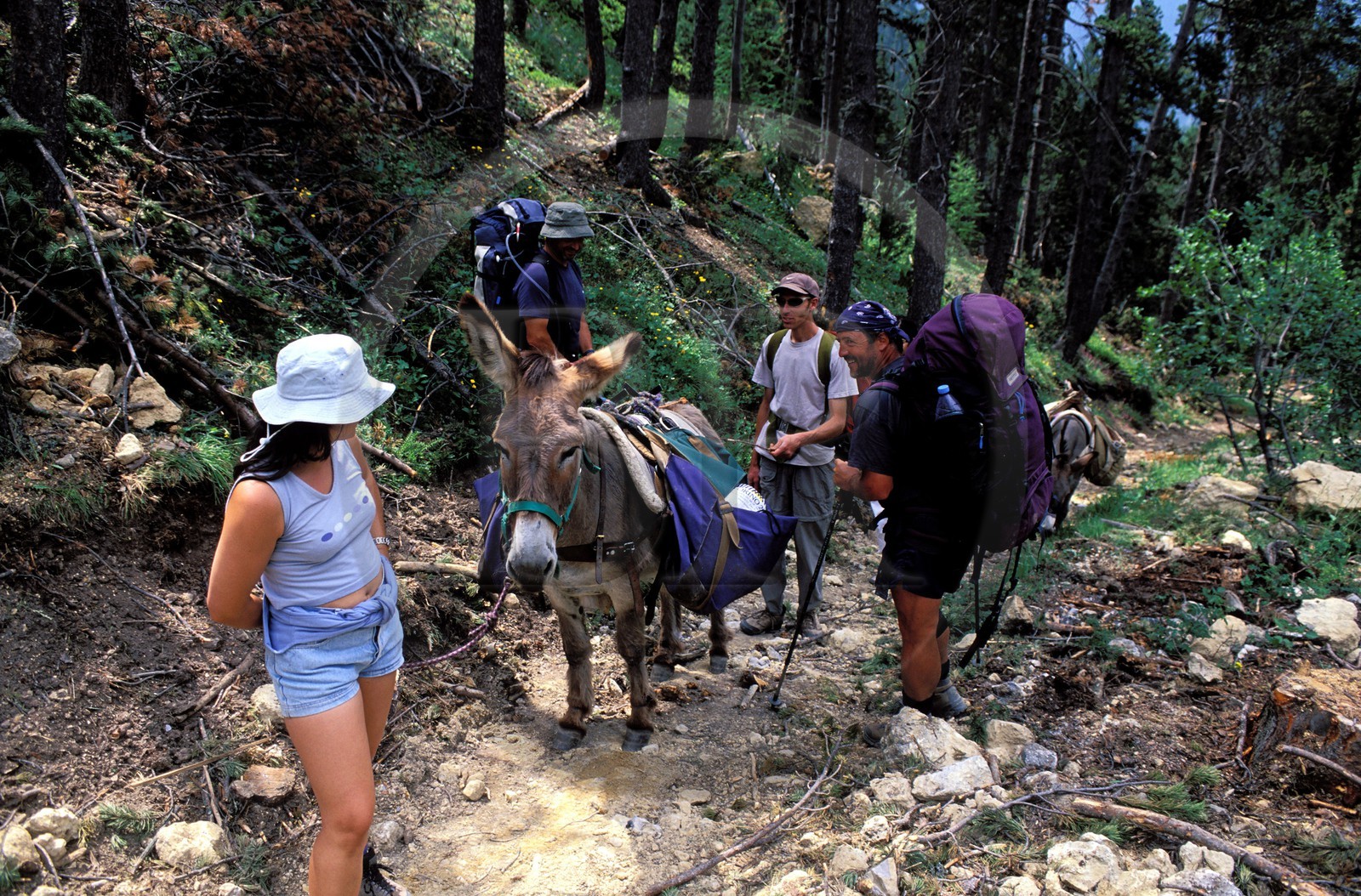 France, Hautes Alpes, hike with a donkey at the Thures pass, in the north of Briancon