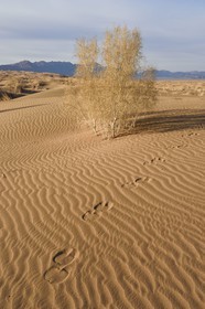 Iran, Isfahan province, Dasht-e Kavir desert, Mesr in Khur and Biabanak County, traces of camels (Camelus dromedarius) in the sand dunes