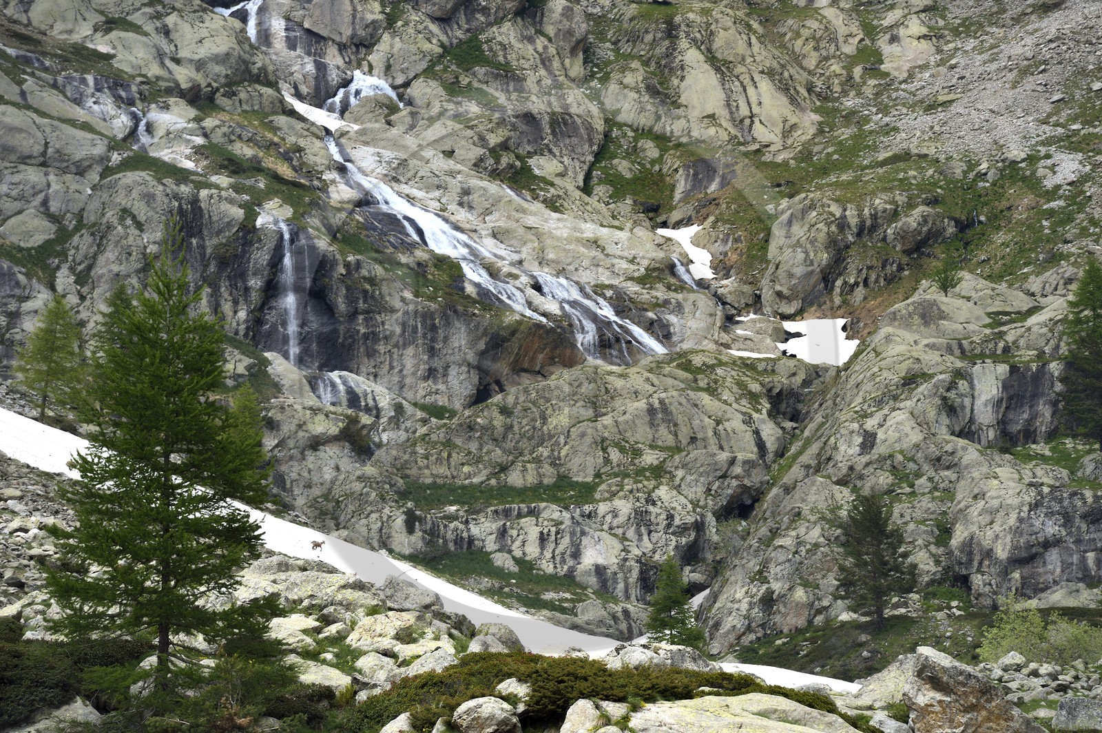 France, Alpes-Maritimes (06), parc national du Mercantour, Haute-Vésubie, vallon de la Gordolasque, cascade de l'Estrech et chamois sur un névé