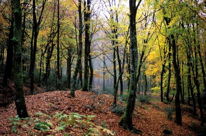 France, Saone et Loire, Morvan, Mont Beuvray next to Bibracte, forest of the gallic camp in autumn
