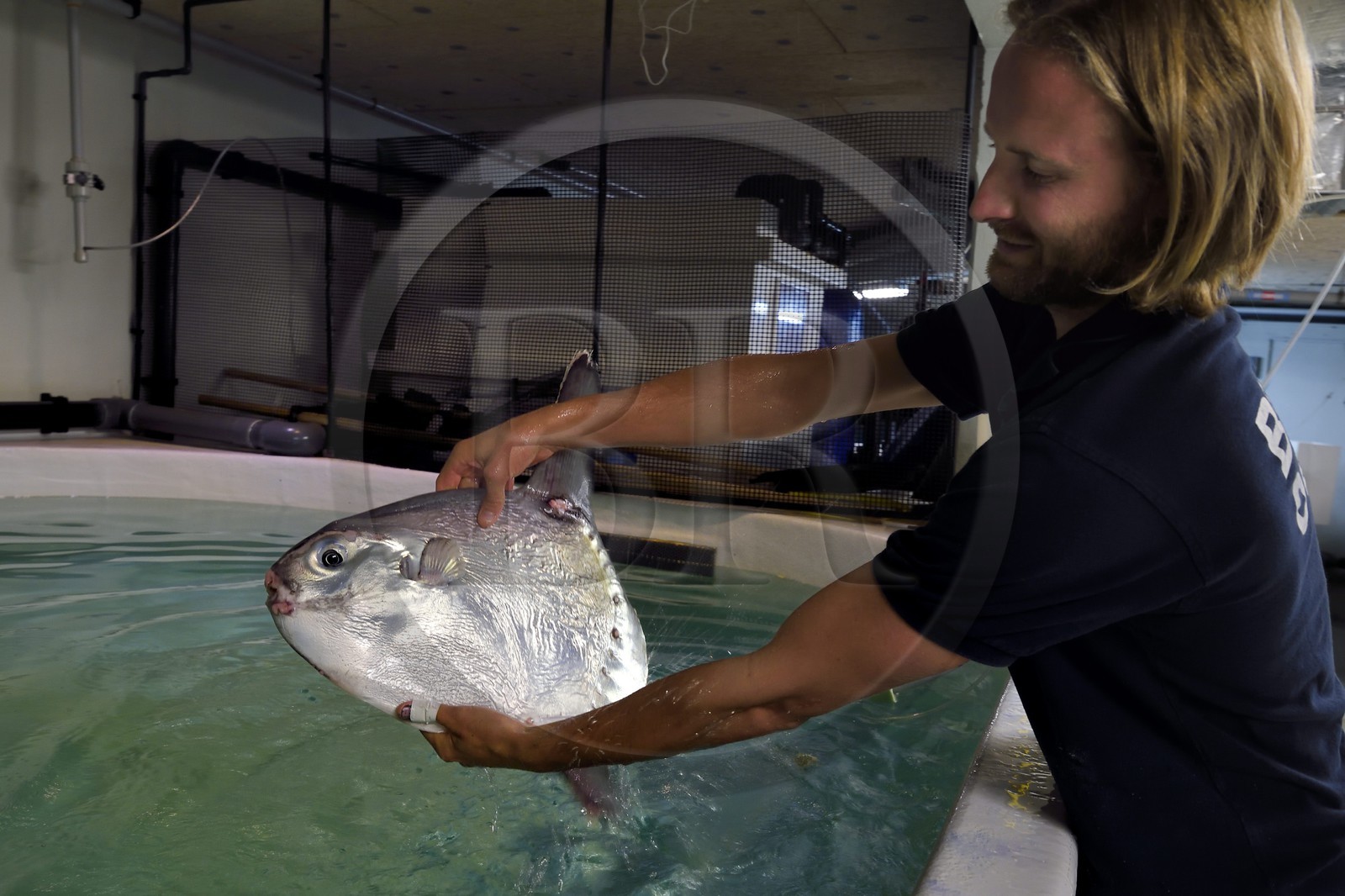 France, Pyrénées-Atlantiques (64), Pays-Basque, Biarritz, l'Aquarium - le Musée de la Mer, Jean Baptiste Nurenberg tenant un môle ou poisson-lune (Mola mola)