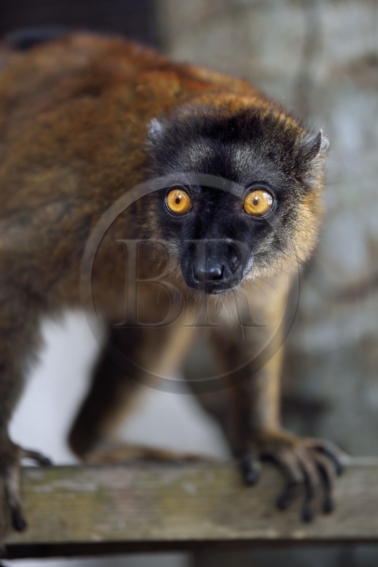 France, Mayotte island (French overseas department), Grande-Terre, Kani-Keli, the Maore Garden at N’Gouja beach, tawny lemur (Eulemur fulvus mayottensis) also called maki