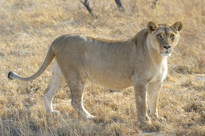 Zimbabwe, Midlands Province, Gweru, Antelope Park home to ALERT (African Lion and Environmental Research Trust), Zone 2, one of four young lioness (Panthera leo), which will be relinquished by a pride in a national park to repopulate