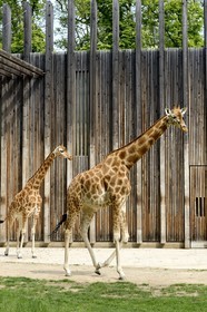 France, Rhone, Lyon, Parc de la Tete d'Or (Tete d'Or park), the zoo giraffes