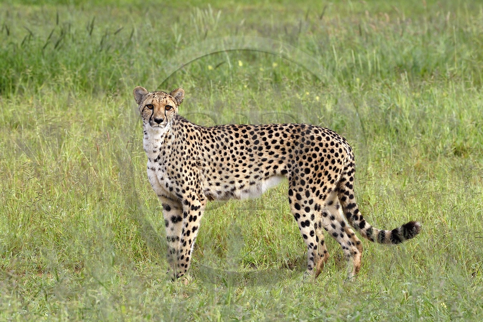 Namibie, Otjiwarongo, Cheetah Conservation Fund, centre de recherche et d'éducation, guépard (Acinonyx jubatus)