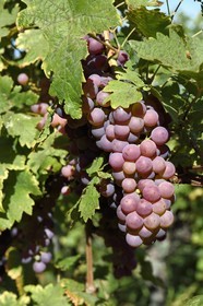 France, Haut-Rhin (68), Route des vins d'Alsace, Riquewihr, labellisé Les Plus Beaux Villages de France, grappe de raisin dans le vignoble