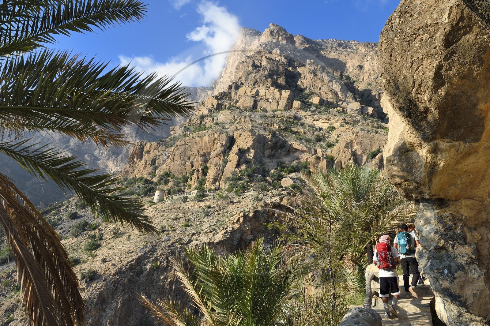 Sultanat d'Oman, Gouvernorat d'Al-Batina du Sud, Hajar occidental, Wadi Mistall, village de Wakan (Wukan), randonneurs omanais sur le sentier de randonnée comprenant 700 marches qui monte à travers les jardins en terrasses et le long de canaux d'irrigation, le sommet du Qarn Wukan (2501m) en arrière plan