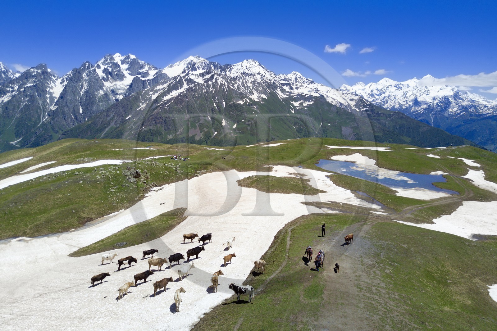Georgia, Upper Svaneti (Zemo Svaneti), Mestia, herd of cow on a firn around the Koruldi Lake on the foothills of Mount Ushba (aerial view)