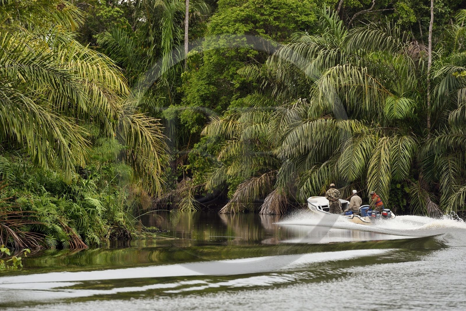 Gabon, province de Ogooué- Maritime, Parc National du Loango, bateau à moteur sur une rivière du site de Akaka dans la lagune du Fernan Vaz (Nkomi)