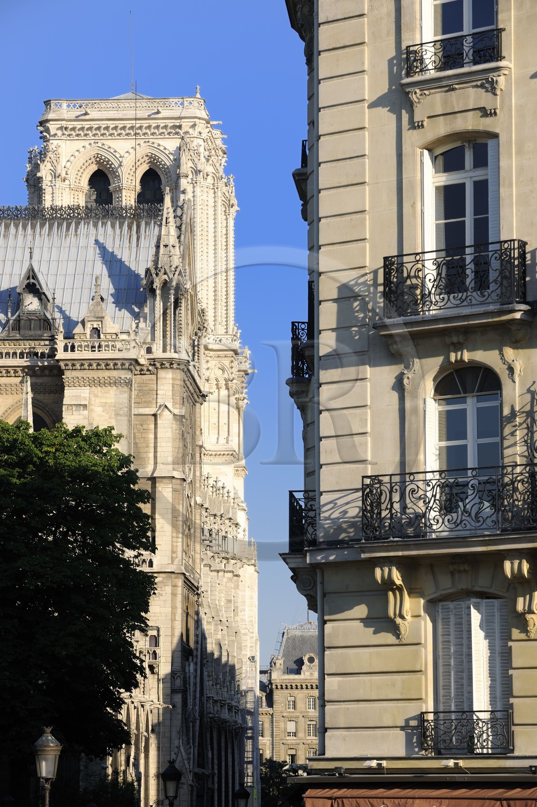 France, Paris (75), Ile de la Cité, cathédrale Notre-Dame de Paris, façade nord