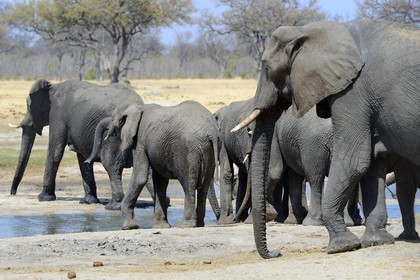 Zimbabwe, province de Matabeleland septentrional, parc national Hwange, éléphants sauvages d'Afrique (Loxodonta africana) autour d'un point d'eau