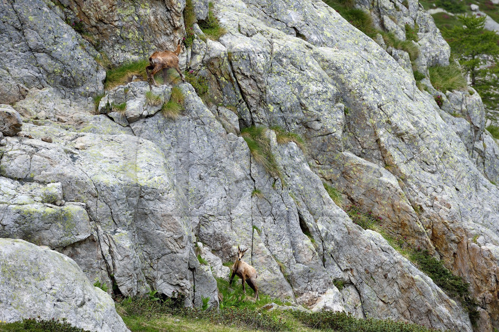 France, Alpes-Maritimes (06), parc national du Mercantour, vallée de la Valmasque, chamois (Rupicapra rupicapra)