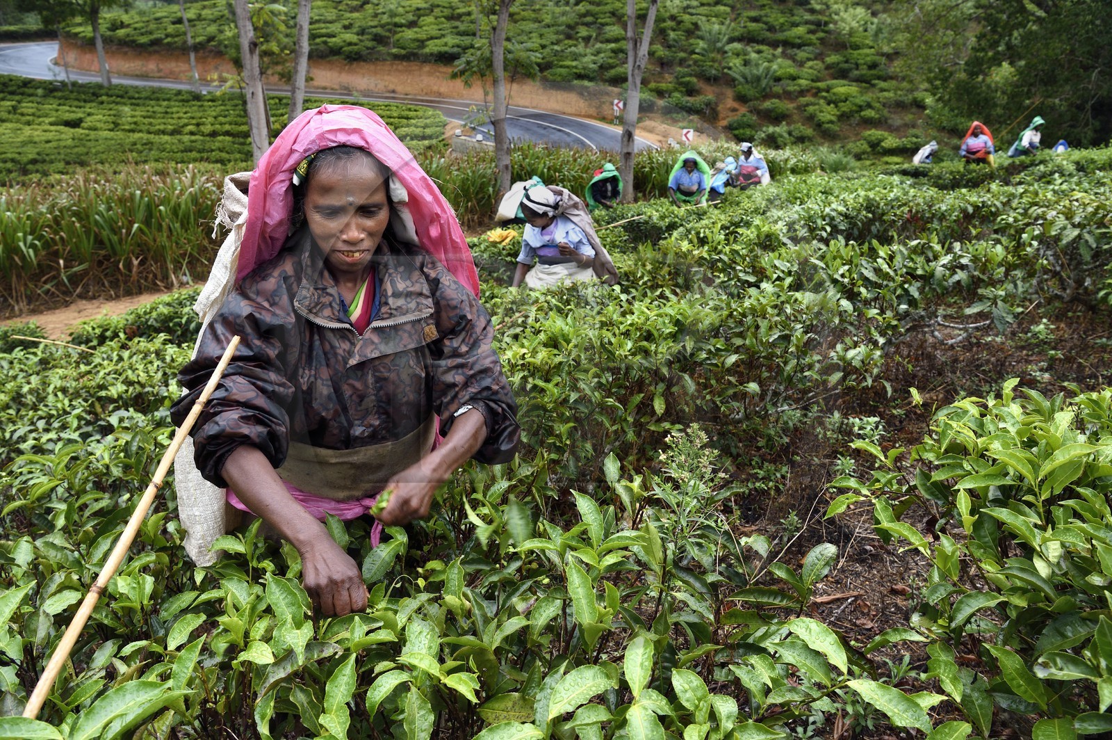 Sri Lanka, Uva Province, Bandarawela, Tamil woman picking tea leaves in a tea plantation