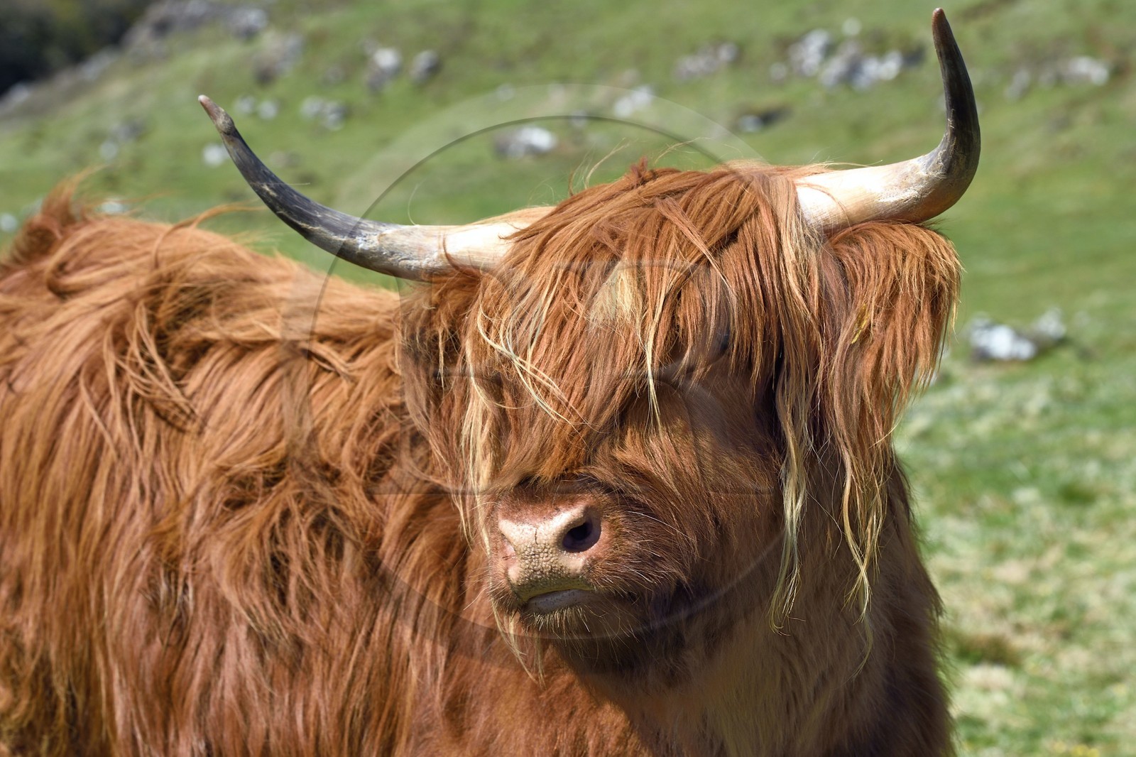 United Kingdom, Scotland, Highland, Inner Hebrides, Isle of Mull, Highland cow