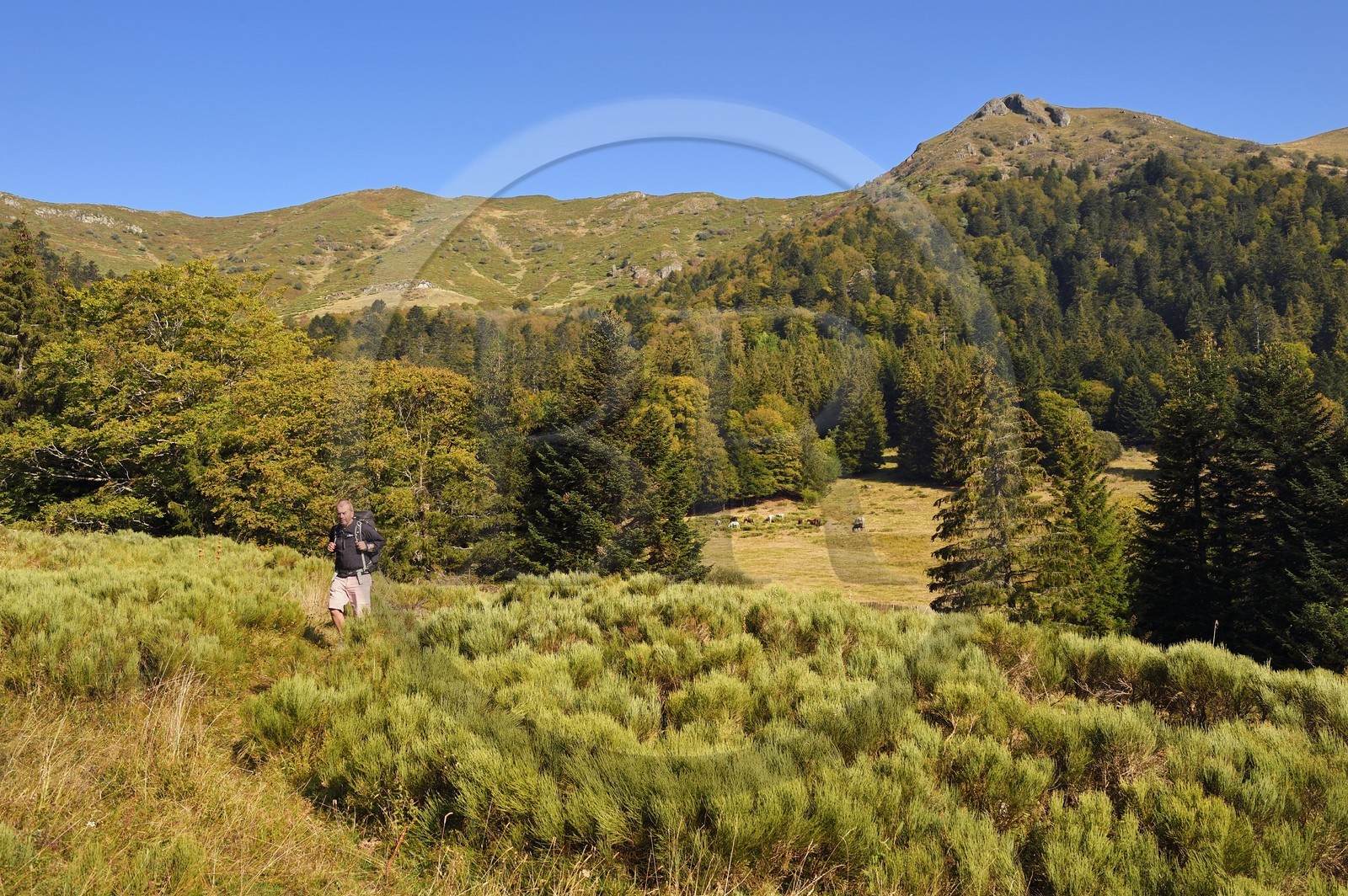 France, Cantal (15), Parc Naturel Régional des Volcans d'Auvergne, Le Lioran, randonneur et chevaux en pature dans l'ancien cirque glaciaire de Font d'Alagnon sous la montagne du Téton de Venus