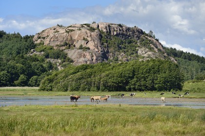 Suède, Västra Götaland, vaches en bordure d'un fjord à Bovallstrand sur la côte Ouest