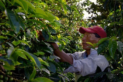 Panama, Chiriqui province, Boquete, Coffee Plantation Finca Lerida, coffee beans harvesting by a Native American Nägbe