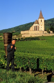 France, Haut-Rhin (68), Route des vins d' Alsace, Hunawihr, labellisé Les Plus Beaux Villages de France, le vendangeur Christophe Kurtz avec une hotte en bois