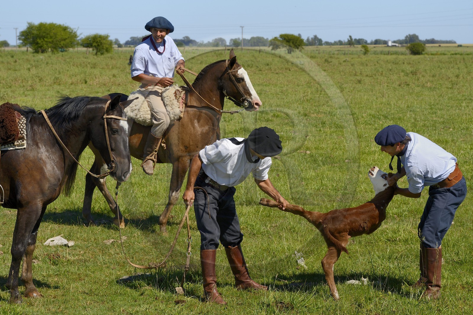 Argentine, province de Buenos Aires, San Antonio de Areco, estancia La Bamba de Areco, gauchos au travail ayant attrapé un jeune veau