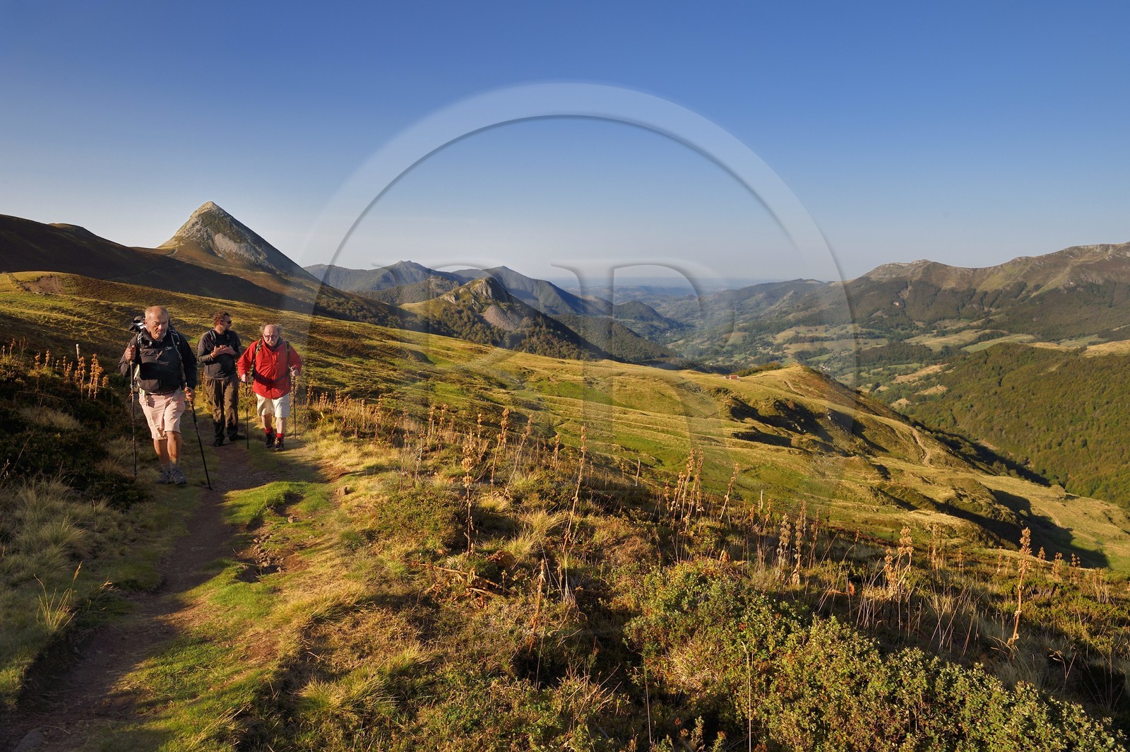 France, Cantal (15), Parc Naturel Régional des Volcans d'Auvergne, Le Lioran, col de Rombière surplombant la vallée de la Jordanne, randonneurs sur le chemin de Saint-Jacques de Compostelle par la Via Arverna, en arrière plan le Puy Griou émergeant à gauche et le Griounou à sa droite