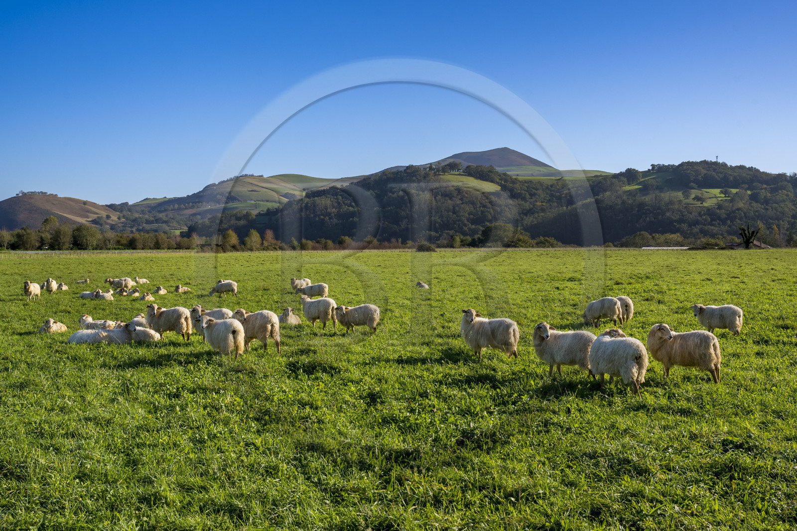 France, Pyrénées-Atlantiques (64), Pays-Basque, Itxassou, troupeau de moutons,  le massif du Mondarrain et de l'Artzamendi en arrière plan