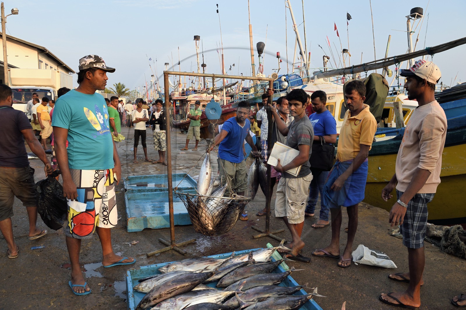 Sri Lanka, Province du Sud, Matara (district), Weligama, port de pêche de Mirissa, pesée et vente de poissons sur le quai au retour de la pêche