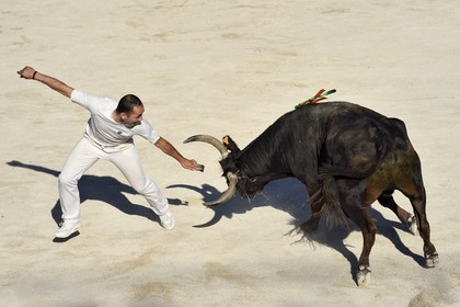 France, Bouches-du-Rhône (13), Arles, la course camarguaise  de la Cocarde d'Or aux Arènes