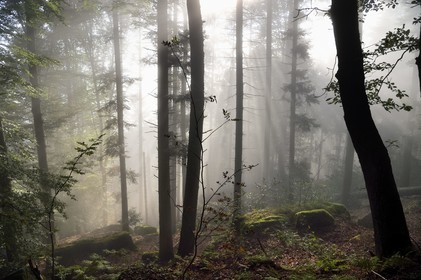 France, Bas Rhin, Mont Saint Odile, the Pagan Wall, vestige of a wall probably from the Merovingian period with a total length of eleven kilometers