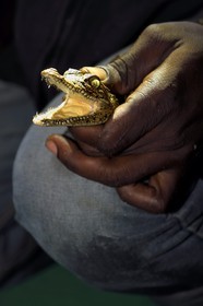 Gabon, province de Ogooué- Maritime, Parc National du Loango, observation de nuit d'un jeune crocodile dans la Lagune Iguéla