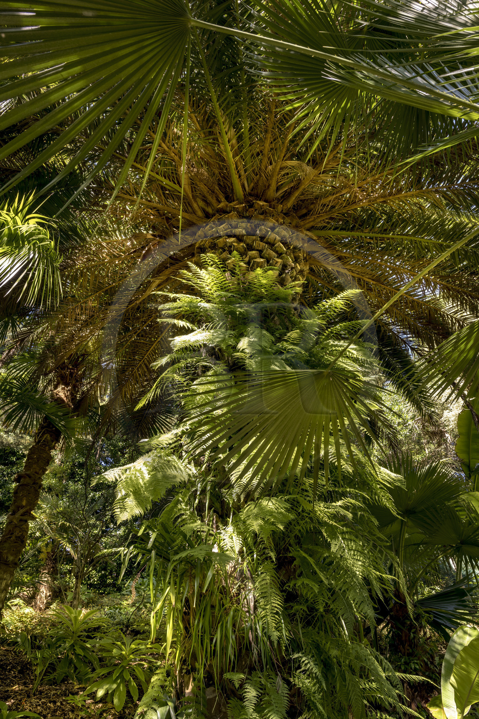 France, Finistère (29), Iles du Ponant, Ile de Batz, jardin Georges Delaselle ou jardin colonial, jardin exotique présentant une collection botanique provenant des cinq continents
