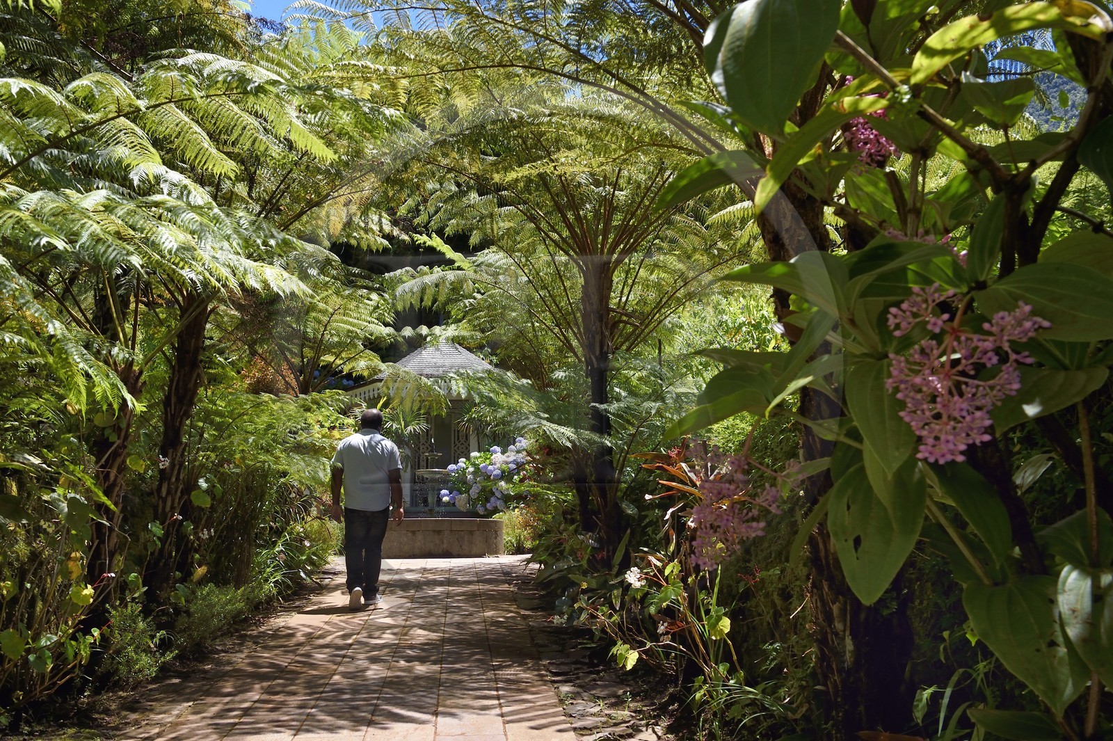 France, Ile de la Reunion, Cirque de Salazie, classé Patrimoine Mondial de l'UNESCO, Hell-Bourg, labellisé les Plus Beaux Villages de France, gloriette et fougères arborescentes dans les luxuriant jardins de la Villa ou Maison Folio