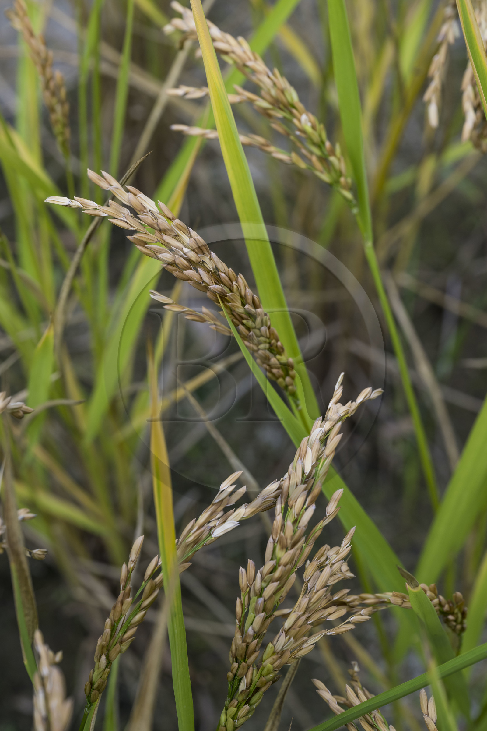 France, Gard (30), Générargues vers Anduze, Bambouseraie en Cévennes, plantation de riz de Camargue