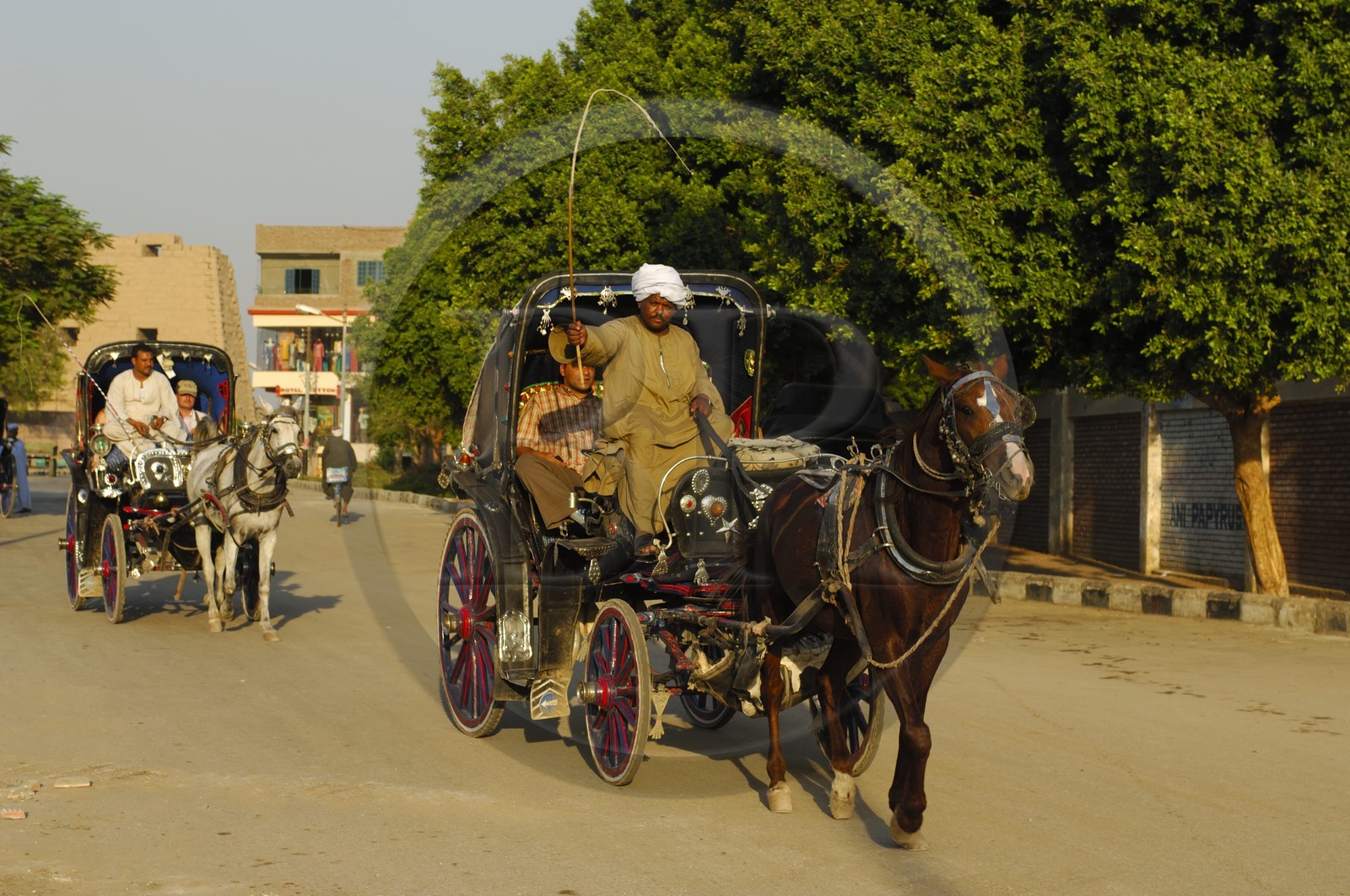 Egypte, Haute Egypte, vallée du Nil, Louxor, calèche