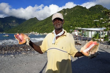 Caraïbes, Ile de la Dominique, la baie de Soufrière, village de Scotts Head, pêcheur proposant des coquillages à la vente, lambi ou strombe géant (Lobatus gigas)
