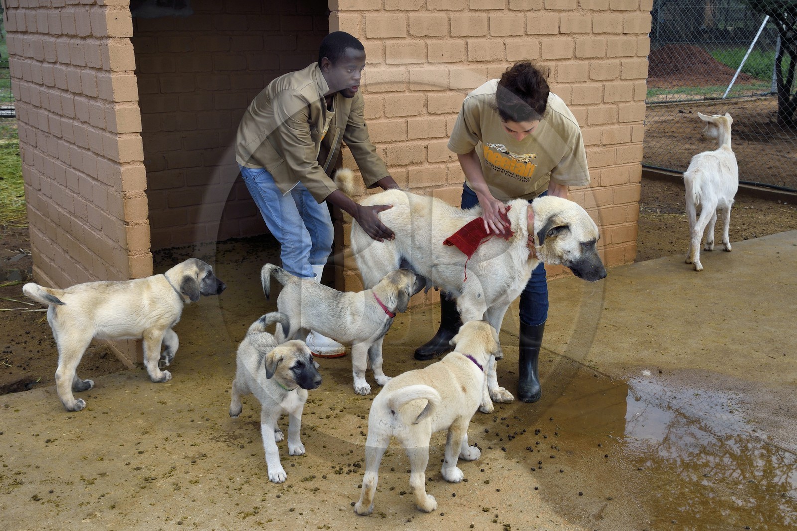 Namibie, Otjiwarongo, Cheetah Conservation Fund, centre de recherche et d'éducation, le Livestock Guarding Dog Program (programme chien de garde du bétail) du CCF a été très efficace pour réduire les taux de prédation et ainsi aussi l'inclinaison des agriculteurs à piéger ou tirer sur des guépards, élevage de chien Berger d'Anatolie aussi connu sous le nom de Kangal