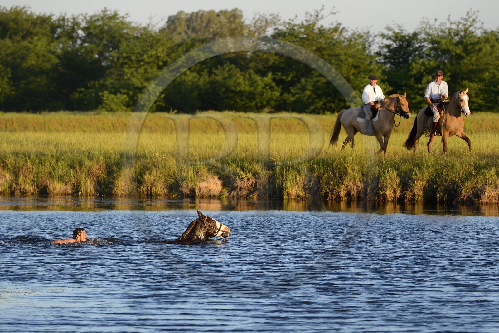 Argentine, province de Buenos Aires, San Antonio de Areco, estancia La Bamba de Areco, gaucho prenant un bain avec son cheval dans un lac