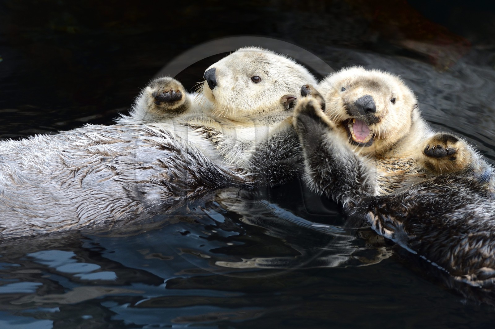 Portugal, Lisbon, Parque das Nações (Nations' Park) built for the Universal Expo 98 World Exhibition, Oceanário (Oceanarium), sea otter (Enhydra lutris)