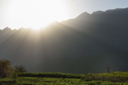 Sultanat d'Oman, Gouvernorat d'Al-Batina du Sud, Hajar occidental, Wadi Mistall, culture en terrasses au dessus du village de Wakan (Wukan), champs de fèves et lentilles