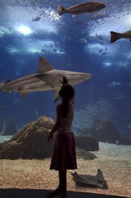Portugal, Lisbonne, Parque das Nações (Parc des nations) construit pour l'exposition universelle de 1998, Oceanário (Oceanarium), aquarium