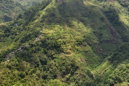 Philippines, province d'Ifugao, les rizières en terrasses de Banaue, classées Patrimoine Mondial de l'UNESCO, alimentées par un ancien système d'irrigation depuis la forêt tropicale au-dessus des terrasses et le village de Cambulo