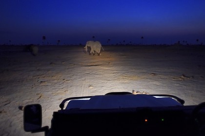 Zimbabwe, province de Matabeleland septentrional, parc national Hwange, à la recherche d'éléphants dans la savane de nuit
