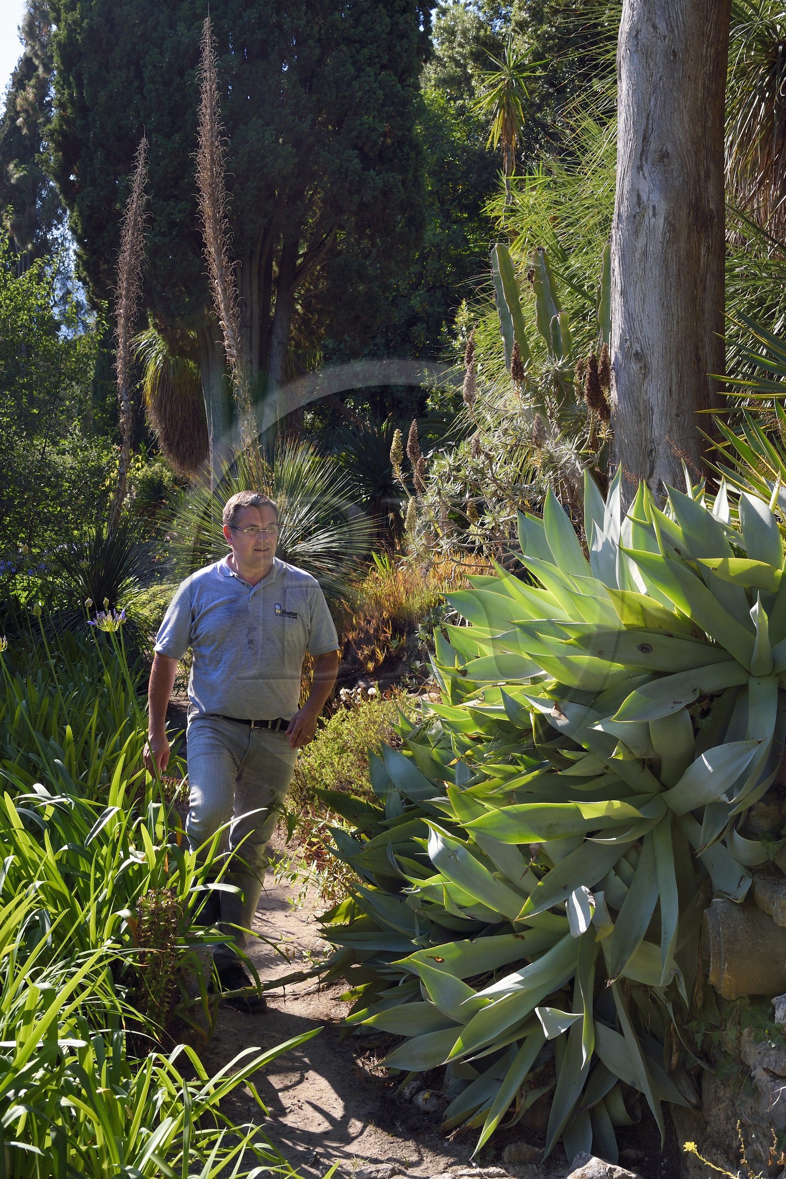 France, Alpes-Maritimes (06), Menton, Jardin Serre de la Madone, Franck Roturier directeur du service Parcs & Jardins