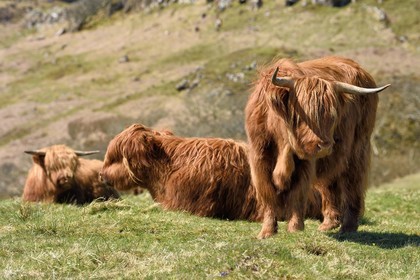 Royaume-Uni, Ecosse, Highland, Hébrides intérieures, Ile de Mull, vaches de race Highland