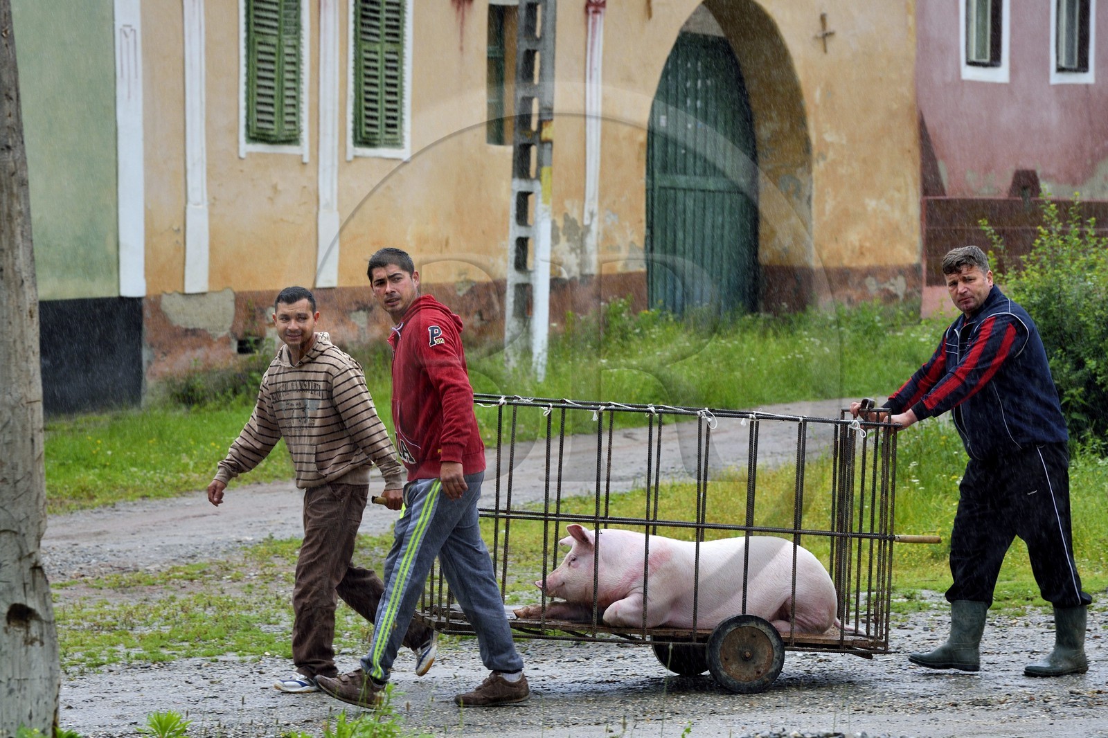 Roumanie, Transylvanie, région de Biertan, Copsa Mare, transport d'un cochon