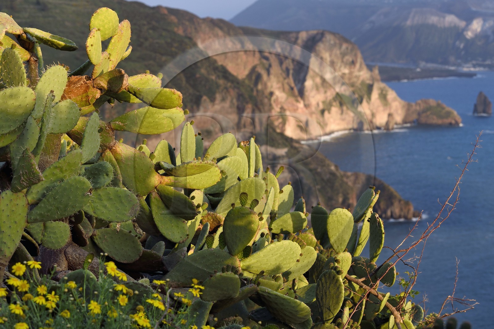 Italy, Sicily, Aeolian Islands, listed as World Heritage by UNESCO, Lipari Island, prickly pear (Opuntia ficus-indica)