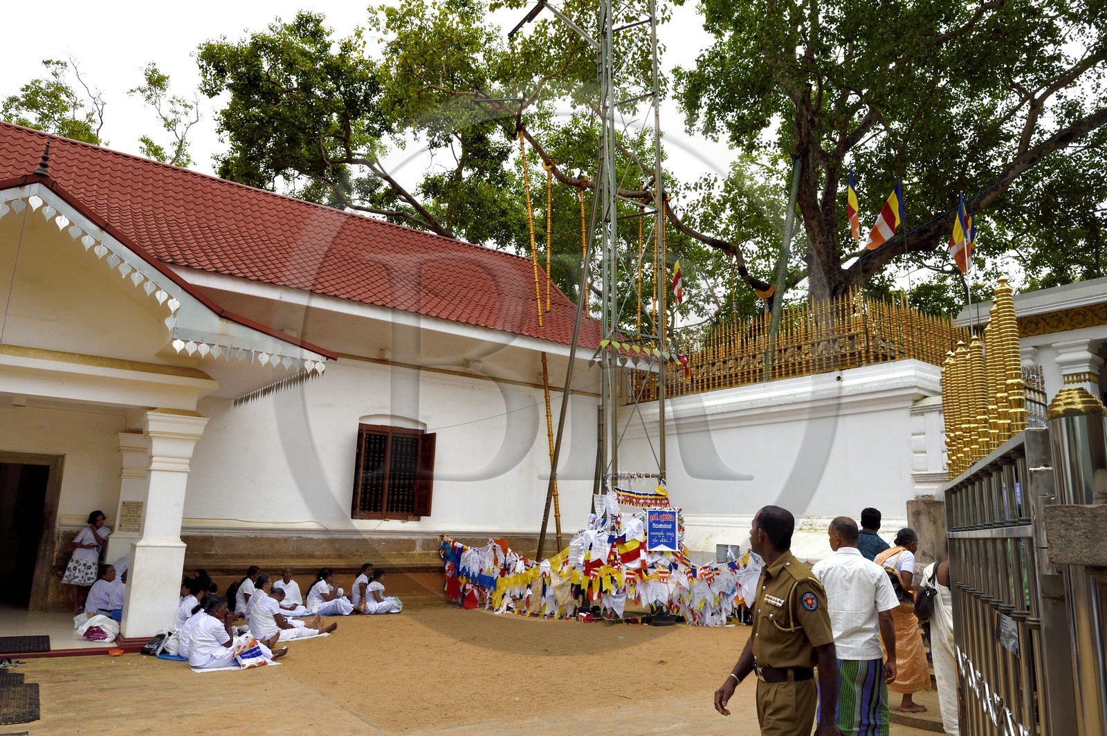 Sri Lanka, province du Centre-Nord, site d'Anuradhapura classé Patrimoine Mondial de l'UNESCO, capitale du Sri Lanka au IIIe siècle avant JC, le Sri Maha Bodhi est un figuier sacré, il est supposé être la branche sud de l'arbre historique Sri Maha Bodhi à Bodh Gaya en Inde sous lequel Bouddha atteint l'illumination