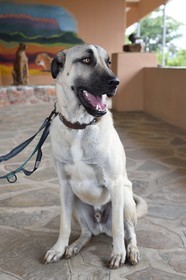 Namibie, Otjiwarongo, Cheetah Conservation Fund, centre de recherche et d'éducation, le Livestock Guarding Dog Program (programme chien de garde du bétail) du CCF a été très efficace pour réduire les taux de prédation et ainsi aussi l'inclinaison des agriculteurs à piéger ou tirer sur des guépards, chien Berger d'Anatolie aussi connu sous le nom de Kangal