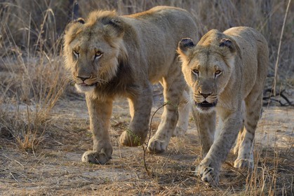 Zimbabwe, Midlands Province, Gweru, Antelope Park home to ALERT (African Lion and Environmental Research Trust), young lion and lioness (panthera leo)